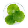 Three green leaves in a clear glass bowl on a white background